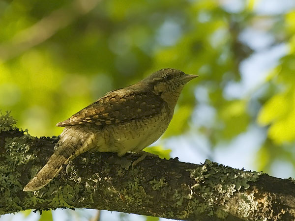 Käenpiika, Eurasian Wryneck, Jynx torquilla